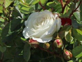 Beetrose 'Baby Schneewittchen' ®, Rosa 'Baby Schneewittchen' ®, Containerware von Rosa 'Baby Schneewittchen' ®