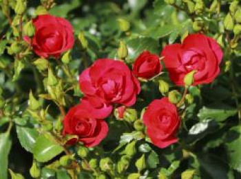 Beetrose 'Balou' ®, Rosa 'Balou' ® ADR-Rose, Containerware von Rosa 'Balou' ® ADR-Rose
