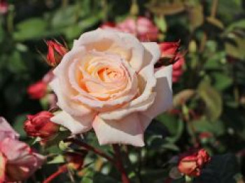 Kletterrose 'Barock' ®, Rosa 'Barock' ®, Containerware von Rosa 'Barock' ®