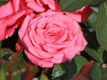 Beetrose 'Bella Rosa' ®, Rosa 'Bella Rosa' ®, Containerware von Rosa 'Bella Rosa' ®