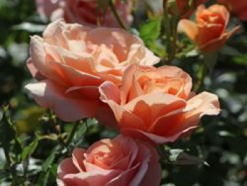 Beetrose 'Bengali' ®, Rosa 'Bengali' ® ADR-Rose, Containerware von Rosa 'Bengali' ® ADR-Rose