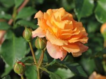 Beetrose 'Bentheimer Gold' ®, Rosa 'Bentheimer Gold' ® ADR-Rose, Containerware von Rosa 'Bentheimer Gold' ® ADR-Rose