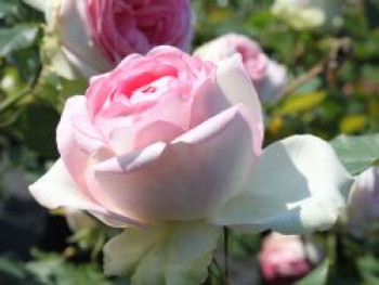 Edelrose 'Biedermeier Garden', Rosa 'Biedermeier Garden', Wurzelware von Rosa 'Biedermeier Garden'