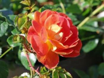 Bodendecker-Rose 'Bienenweide ® mango', Rosa 'Bienenweide ® mango', Containerware von Rosa 'Bienenweide ® mango'