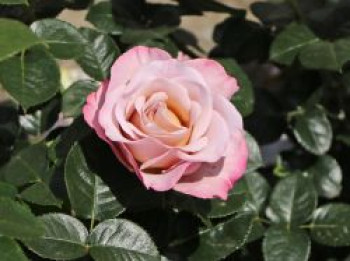 Edelrose 'Blue Girl' ®, Rosa 'Blue Girl', Containerware von Rosa 'Blue Girl'