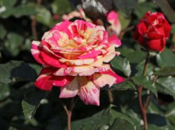 Edelrose Nirparfum Rose 'Broceliande', Rosa 'Broceliande', Containerware von Rosa 'Broceliande'