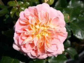 Historische Rose 'Buff Beauty', Rosa 'Buff Beauty', Containerware von Rosa 'Buff Beauty'