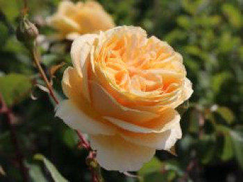 Edelrose 'Candlelight' ®, Rosa 'Candlelight' ®, Containerware von Rosa 'Candlelight' ®