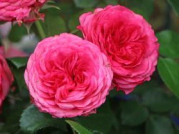 Edelrose 'Candy Rokoko' ®, Rosa 'Candy Rokoko' ® / Noblesse ® Spray-Rose, Containerware von Rosa 'Candy Rokoko' ® / Noblesse ® Spray-Rose