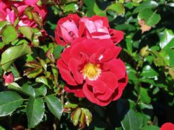 Kleinstrauchrose 'Caracho' ®, Rosa 'Caracho' ® ADR-Rose, Topfware von Rosa 'Caracho' ® ADR-Rose