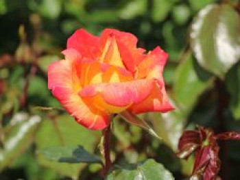 Edelrose 'Caribia' ®, Rosa 'Caribia' ®, Wurzelware von Rosa 'Caribia' ®