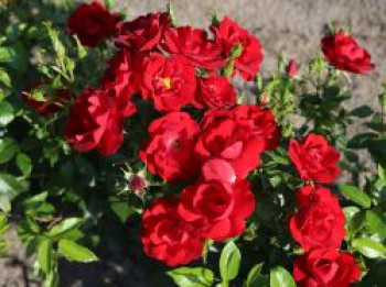 Zwergrose 'Cayenne' ®, Rosa 'Cayenne' ® ADR-Rose, Topfware von Rosa 'Cayenne' ® ADR-Rose