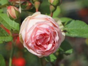 Nostalgie®-Edelrose 'Charming Piano' ®, Rosa 'Charming Piano' ®, Containerware von Rosa 'Charming Piano' ®