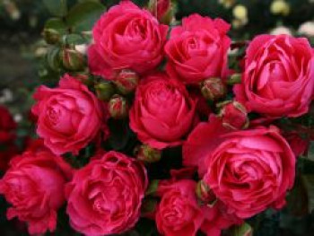 Edelrose 'Cherry Lady' ®, Rosa 'Cherry Lady' ®, Wurzelware von Rosa 'Cherry Lady' ®