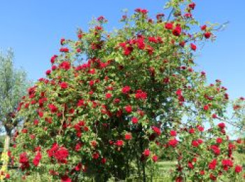 Ramblerrose 'Chevy Chase', Rosa 'Chevy Chase', Containerware von Rosa 'Chevy Chase'