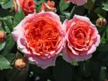Edelrose 'Chippendale' ®, Rosa 'Chippendale' ®, Wurzelware von Rosa 'Chippendale' ®