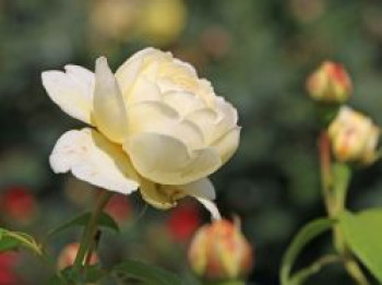 Englische Rose 'Claire Austin', Rosa 'Claire Austin', Containerware von Rosa 'Claire Austin'