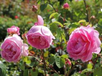 Englische Rose 'Constance Spry', Rosa 'Constance Spry', Wurzelware von Rosa 'Constance Spry'