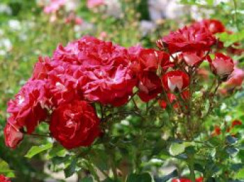 Zwergrose 'Corazon' ®, Rosa 'Corazon' ®, Topfware von Rosa 'Corazon' ®