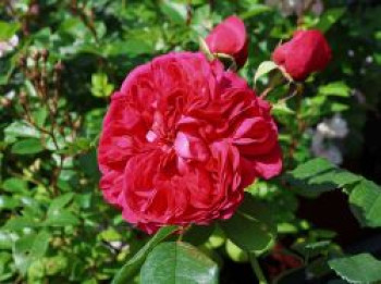 Nostalgie®-Edelrose 'Deep Love' ®, Rosa 'Deep Love' ®, Containerware von Rosa 'Deep Love' ®