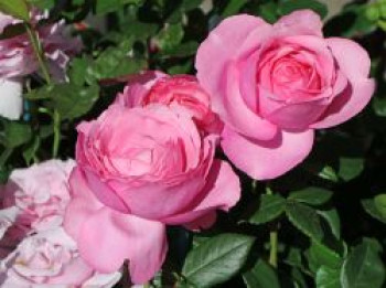Edelrose 'Desirée' ®, Rosa 'Desirée' ® ADR-Rose, Containerware von Rosa 'Desirée' ® ADR-Rose