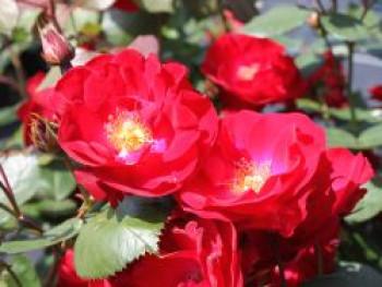 Strauchrose 'Dirigent' ®, Rosa 'Dirigent' ®, Containerware von Rosa 'Dirigent' ®