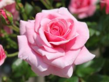Strauchrose 'Dornröschenschloss Sababurg' ®, Rosa 'Dornröschenschloss Sababurg' ®, Containerware von Rosa 'Dornröschenschloss Sababurg' ®