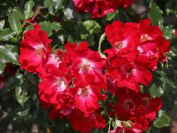 Kletterrose 'Dortmund' ®, Rosa 'Dortmund' ®, Containerware von Rosa 'Dortmund' ®