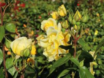 Edelrose 'Duftgold' ®, Rosa 'Duftgold' ®, Wurzelware von Rosa 'Duftgold' ®