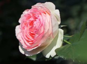 Strauchrose 'Eden Rose 85' ®, Rosa 'Eden Rose 85' ®, Wurzelware von Rosa 'Eden Rose 85' ®