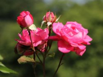 Edelrose 'Eliza' ®, Rosa 'Eliza' ® ADR-Rose, Wurzelware von Rosa 'Eliza' ® ADR-Rose
