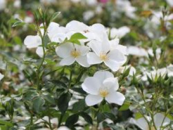 Bodendecker-Rose 'Escimo' ®, Rosa 'Escimo' ® ADR-Rose, Topfware von Rosa 'Escimo' ® ADR-Rose