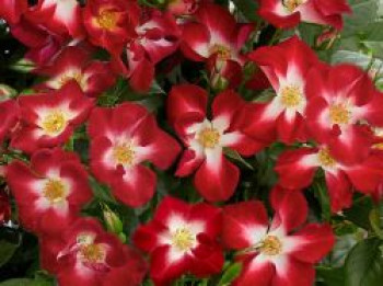 Beetrose 'Everglow Ruby', Rosa 'Everglow Ruby', Containerware von Rosa 'Everglow Ruby'