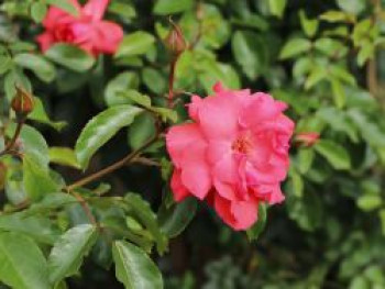 Kletterrose 'Fassadenzauber' ®, Rosa 'Fassadenzauber' ®, Containerware von Rosa 'Fassadenzauber' ®