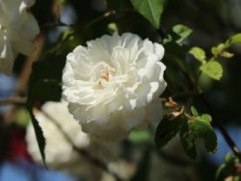 Ramblerrose 'Felicite et Perpetue', Rosa 'Felicite et Perpetue', Wurzelware von Rosa 'Felicite et Perpetue'