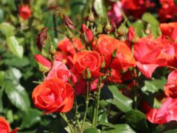 Strauchrose 'Feuerwerk' ®, Rosa 'Feuerwerk' ®, Containerware von Rosa 'Feuerwerk' ®