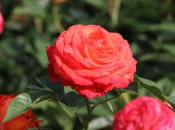 Edelrose 'Feurio' ®, Rosa 'Feurio' ® ADR-Rose, Containerware von Rosa 'Feurio' ® ADR-Rose