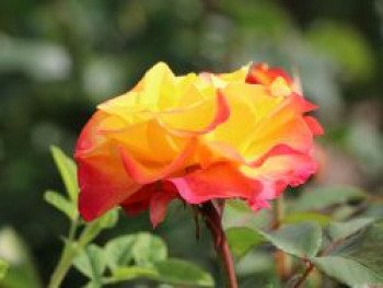 Edelrose 'Flaming Star' ®, Rosa 'Flaming Star' ®, Wurzelware von Rosa 'Flaming Star' ®