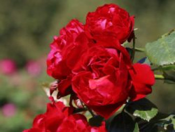 Kletterrose Klettermaxe ® 'Florentina' ®, Rosa Klettermaxe ® 'Florentina' ® ADR-Rose, Containerware von Rosa Klettermaxe ® 'Florentina' ® ADR-Rose