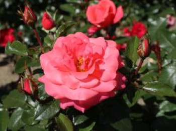 Edelrose 'Focus' ®, Rosa 'Focus' ®, Containerware von Rosa 'Focus' ®