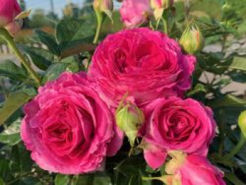 Beetrose 'Fräulein Maria', Rosa 'Fräulein Maria' ADR-Rose, Containerware Beetrose 'Fräulein Maria', Rosa 'Fräulein Maria' ADR-Rose, Containerware von Rosa 'Fräulein Maria' ADR-Rose