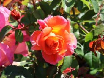 Strauchrose 'Freisinger Morgenröte' ®, Rosa 'Freisinger Morgenröte' ®, Containerware von Rosa 'Freisinger Morgenröte' ®