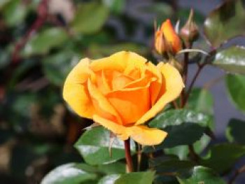 Beetrose 'Friendship Forever', Rosa 'Friendship Forever', Containerware von Rosa 'Friendship Forever'