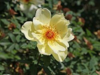 Strauchrose 'Frühlingsgold', Rosa 'Frühlingsgold', Containerware von Rosa 'Frühlingsgold'