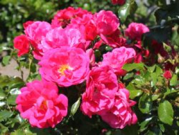Bodendeckerrose 'Gärtnerfreude' ® / 'Toscana' ®, Stamm 60 cm, Rosa 'Gärtnerfreude' ® / 'Toscana' ®, Stämmchen von Rosa 'Gärtnerfreude' ® / 'Toscana' ®