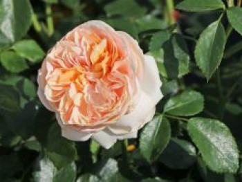 Beetrose 'Garden of Roses' ®, Rosa 'Garden of Roses' ® ADR-Rose, Containerware von Rosa 'Garden of Roses' ® ADR-Rose