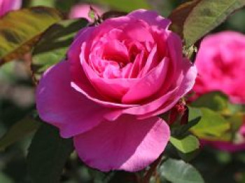 Englische Rose 'Gertrude Jekyll' ®, Rosa 'Gertrude Jekyll' ®, Containerware von Rosa 'Gertrude Jekyll' ®
