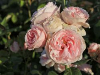 Kletterrose 'Giardina' ®, Rosa 'Giardina' ®, Containerware von Rosa 'Giardina' ®