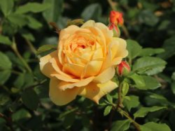 Englische Rose 'Golden Celebration', Rosa 'Golden Celebration', Containerware von Rosa 'Golden Celebration'