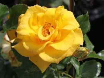 Beetrose 'Goldquelle' ®, Rosa 'Goldquelle' ®, Containerware von Rosa 'Goldquelle' ®